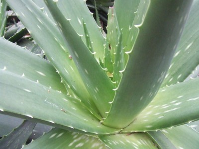 aloe