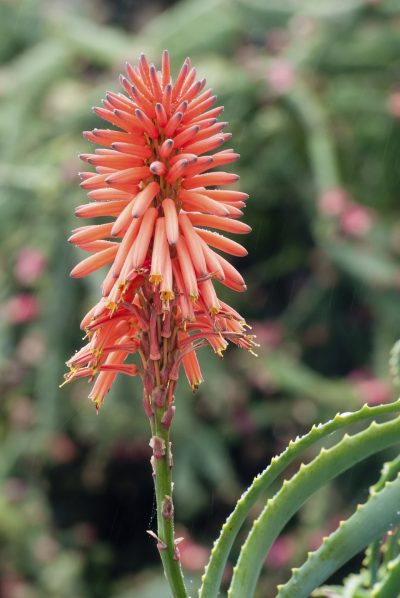 Flower Aloe on the island of Tenerife in the rain