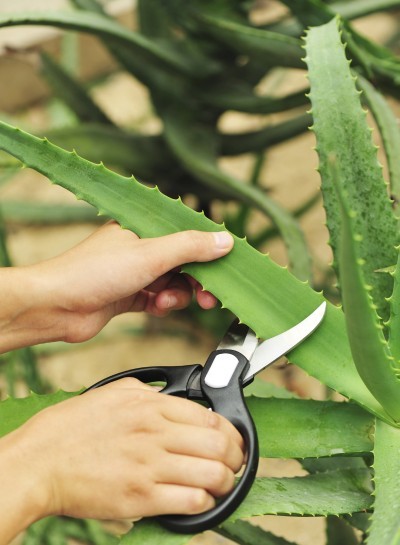 aloe harvest