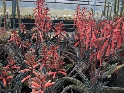 tiger aloe