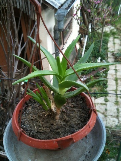 aloe pups