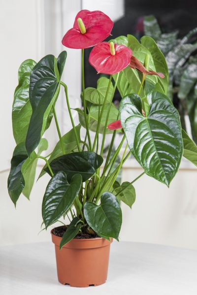 Red Flamingo flower (Anthurium andraeanum, Araceae or Arum) in home interior