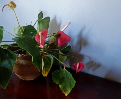 Anthurium wilting