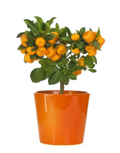 Calamondin in flowerpot isolated on white background