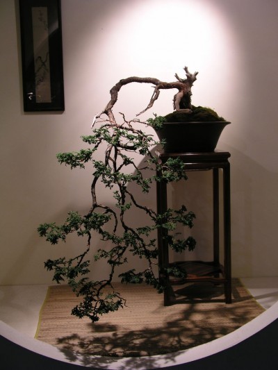 cascade-bonsai