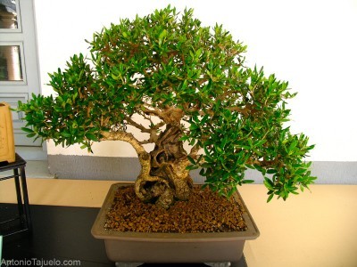 bonsai