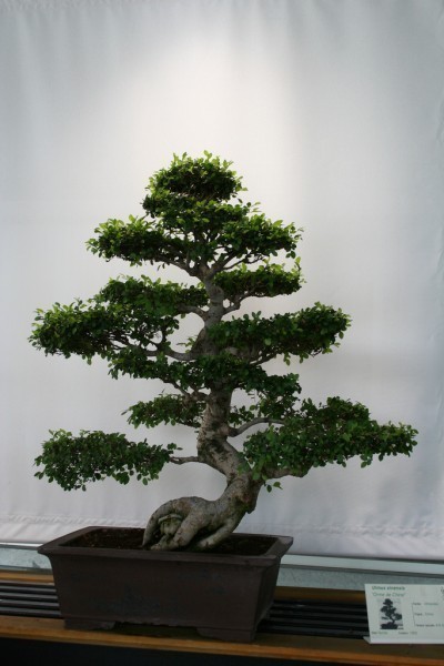 bonsai-tree