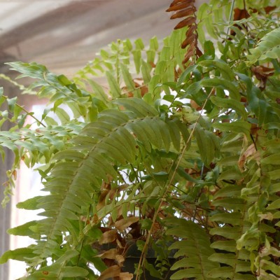 boston-fern