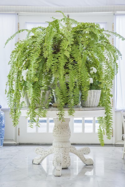 Green fern in white pot on table, English country style