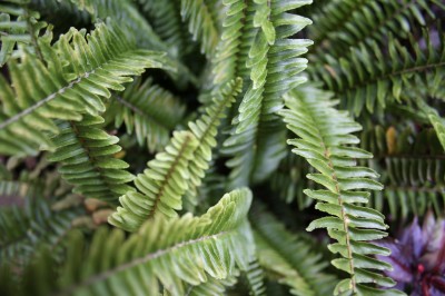 boston fern