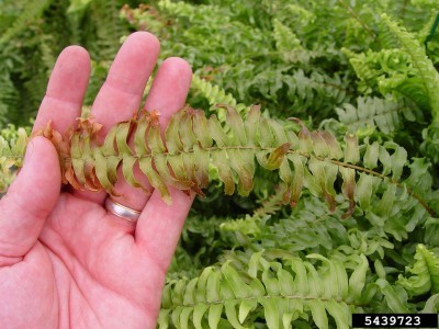 brown leaves boston fern