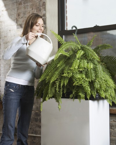 Mid-Adult Woman Watering Houseplant