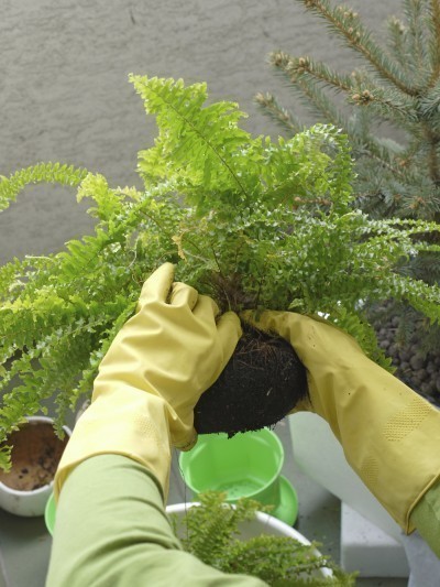 dividing a boston fern