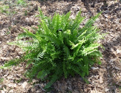 boston fern autumn