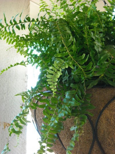 boston-fern-indoors