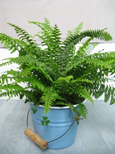boston-fern-houseplant