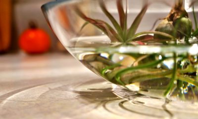 Tillandsia (air plants) soaking in a clear glass bowl of water on the counter, with a tomato in the background.