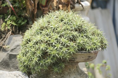 Dyckia Plant