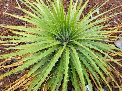 hechtia