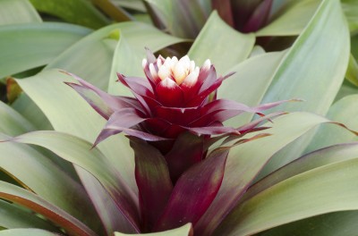 bromeliad flower