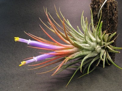 tillandsia-sky-plant