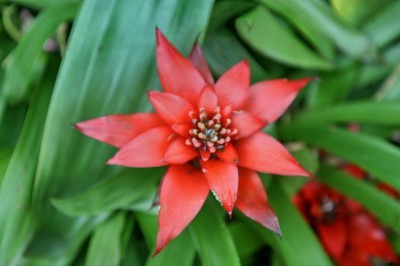 scarlet-star-guzmania