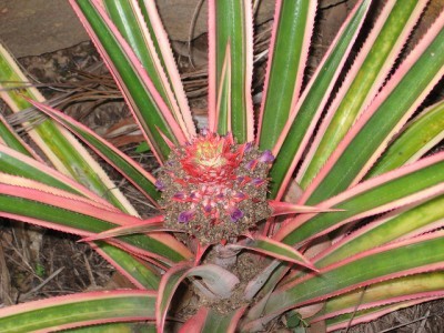 variegated-pineapple