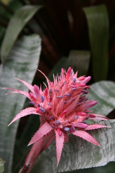 urn-plant-flower