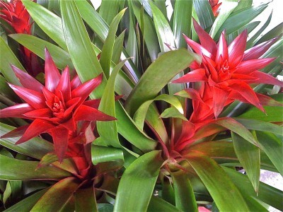 Bromeliad