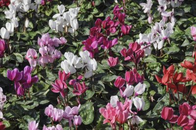 Cyclamen flower bed in a flower garden.