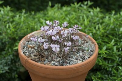 Soft violet cyclamen flowers in terracotta pot, Cyclamen hederifolium