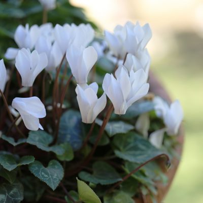 White Cyclamen in hanged pot.