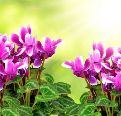 pink flower cyclamen on green natural background
