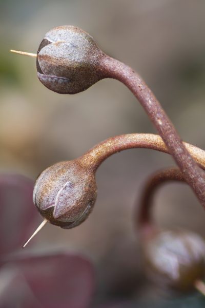 Seed Pods of a Cyclamen Plant
