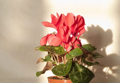 Red cyclamen in a pot