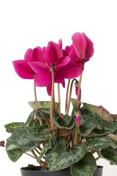 Cyclamen flowers