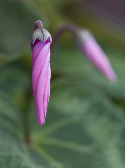 Macro of a single pink Cyclamen bud. Shallow depth of focus with dark green defocussed background foliage.