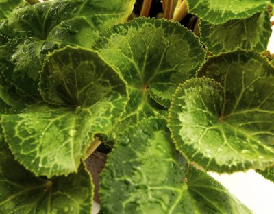 Cyclamen leaves isolated on white background