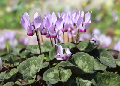 cyclamen, gentle purple flowers