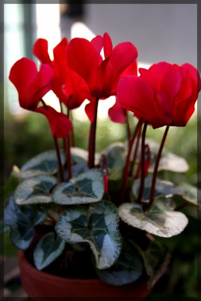 cyclamen