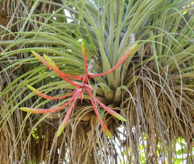tillandsia plant seen in Cuba in natural ambiance