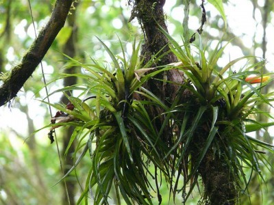 epiphytes