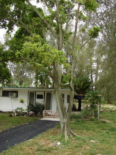 weeping fig outside