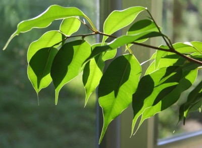 ficus-leaves