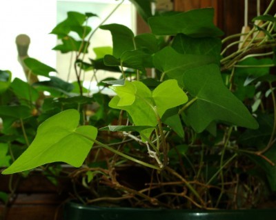 indoor-ivy-plant