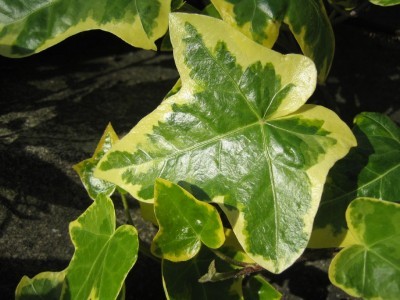 variegated-ivy