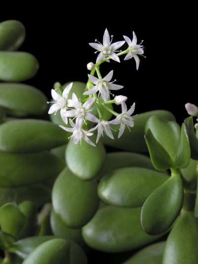 jade flower