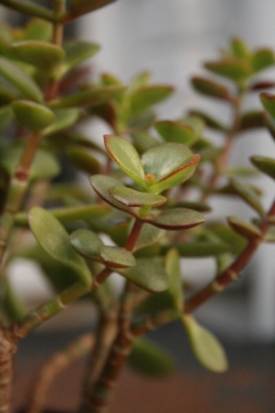 jade-planting