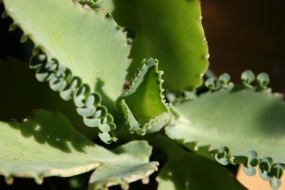 mother-of-thousands