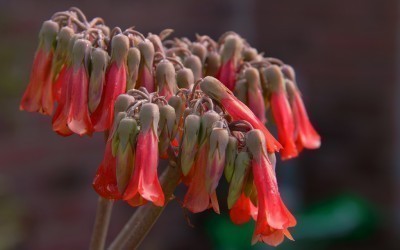 chandelier-plant